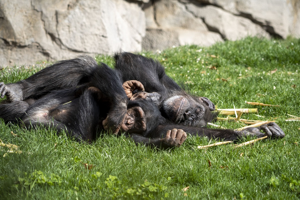 Bioparc en el Día de la Biodiversidad